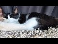 Biting My Sleepy Tuxedo Cats Ear
