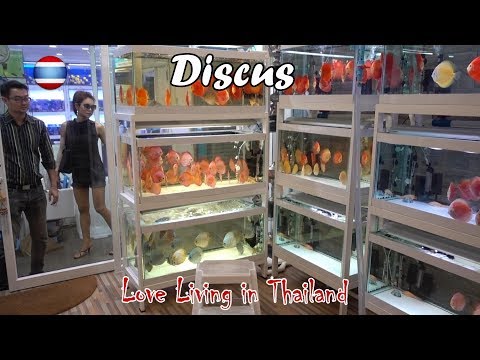 Discus Fish Market WORLD'S LARGEST Bangkok Thailand