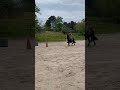 ➡️ Super poney ONCP hongre 4 ans &ndash; mont&eacute;, bon mental