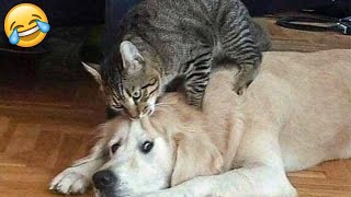New Funny Animals 🐧 - Funniest CATS And DOGS 😺🐶 2024 - Part 14