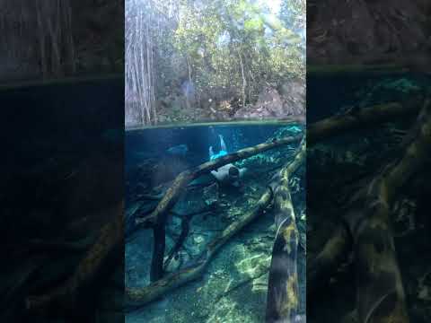 Mergulhando entre as árvores caídas no fundo da Lagoa do Japonês no Tocantins.