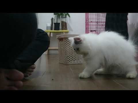 Bombi - Persian Cat - Training up, sit and shake hand.