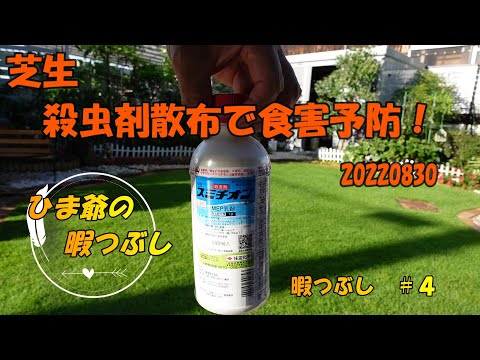 芝生に幼虫がいるかどうかはどうやってわかりますか?特定、治療、予防  庭園