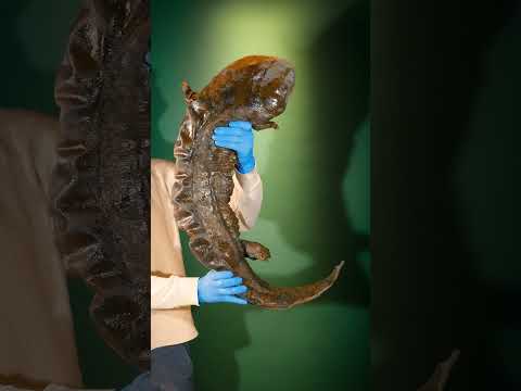 Der größte Salamander der Welt