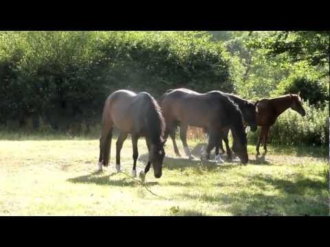 Horses in the hayfields 2012.mov