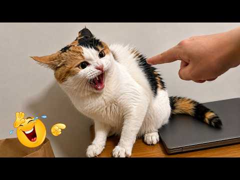 Impossible Not to Laugh 😂😹 Funny Animal Compilation 2026 | Wild Cats & Silly Dogs Gone Crazy