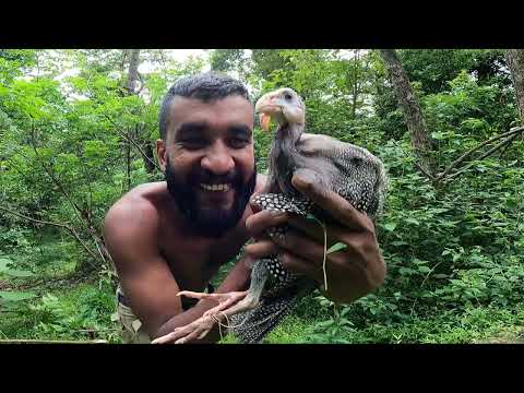 අරක්කු ටිකක් පෙරැව මචං | Guinea fowl hunting and cooking | Veddaa