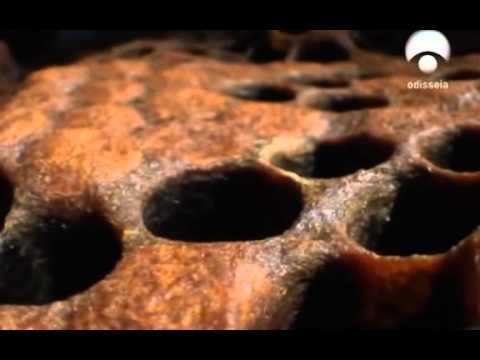 Las abejas africanizadas. ¿Otro error del ser humano?