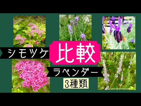 園芸 シモツケ、ウルメール