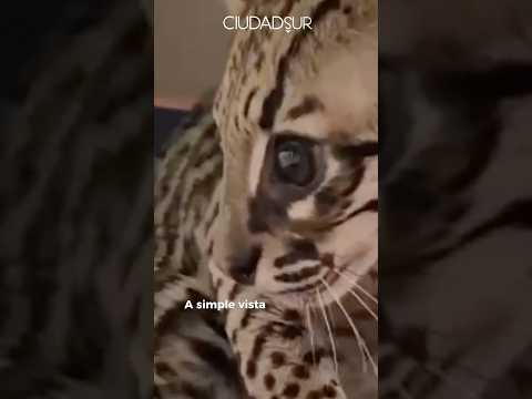 Rescatan a un ocelote bebé en Sabaneta, Antioquia: iba a ser víctima de tráfico de fauna