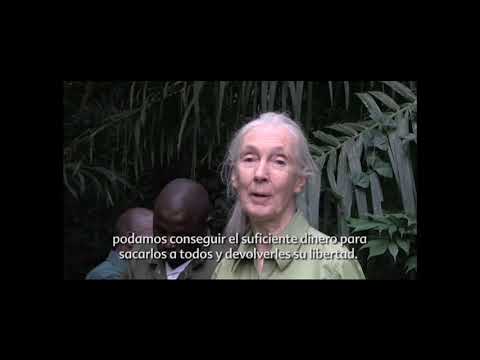 Liberación de la chimpancé Wounda en Congo.