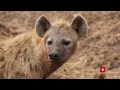 10 Incredible Traits Of The Fearless Hyena Wildlife Documentary