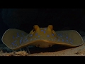 Blue spotted Stingray at work - Red Sea/ Safaga 2017