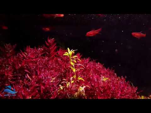 download lagu mp3 mp4 Rotala Mini Butterfly, download lagu Rotala Mini Butterfly gratis, unduh video klip Rotala Mini Butterfly