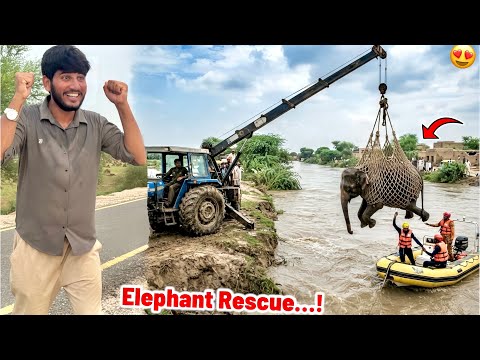 Rescued the Elephant 🐘 That Came With the Flood 🛟 😍