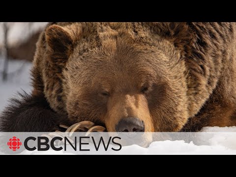 How bears hibernate