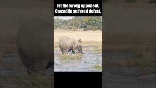 Crocodiles Received a Tragic End When They Attacked Elephants  #short  #Animal Secrets #animals