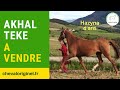 Merrie Akhal-Teke Te koop 2017 Vos ,  Raymar, AT