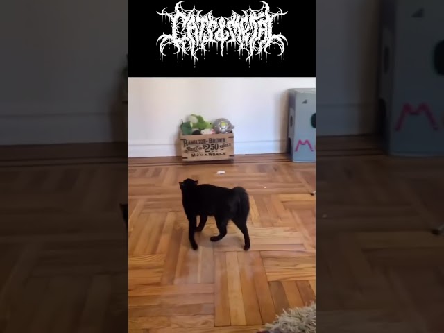 Vídeo relacionado con Heavy Metal Cats y Death Metal Music Metalhead Rock Guitarra Camiseta