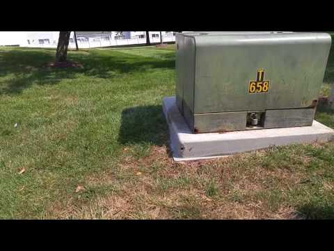 Cicada Wasps Bother Family in Avenel, NJ