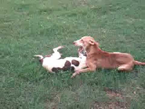 Kunjan & Y ( dog fun)