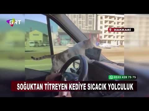 A Warm Journey to a Cat Shivering in the Cold