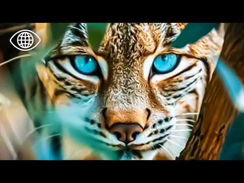 Mission Impossible: Protéger les Espèces Menacées des parcs nationaux ⎮Documentaire Animalier⎮AMP