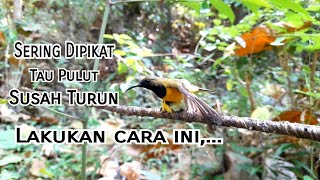 Download lagu Trik Jitu Pikat Burung Sogok Ontong Yang Sering Dipikat Biar Cepat Turun mp3