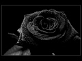 Černá růže - Brichta Aleš
