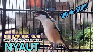 Download lagu cendet gacor EMOSI MEWAH buat PANCINGAN CENDET AGAR BUNYI bikin BURUNG PENTET GACOR RAJIN BUNYI mp3