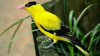 Download lagu Suara pikat burung kepodang terampuh mp3 Download lagu Suara pikat burung kepodang terampuh mp3