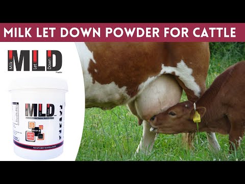 Milk let down powder for cow, cattle, sheep, goat, livestock...