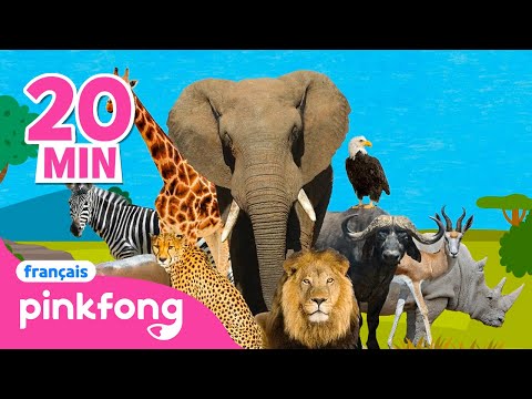 🦒Pinkfong Chansons d'Animaux | +Comptines | Pinkfong Baby Shark en français! Chansons pour Enfants