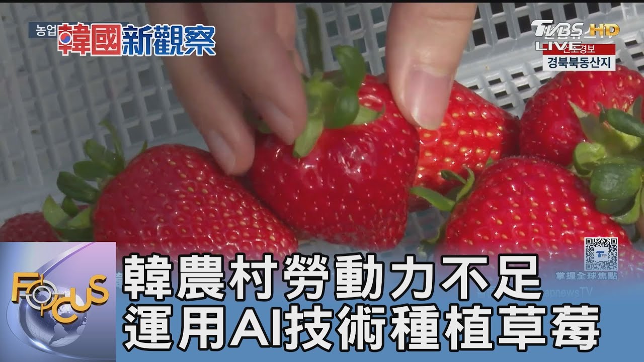 韓農村勞動力不足 運用AI技術種植草莓