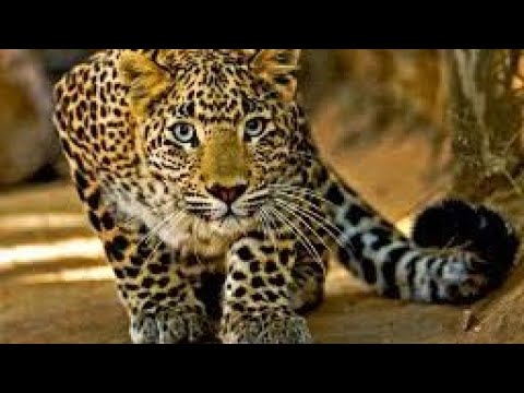Leopard Prank On Man Funny Moment #shorts #viralshorts #youshorts #youtubeshorts