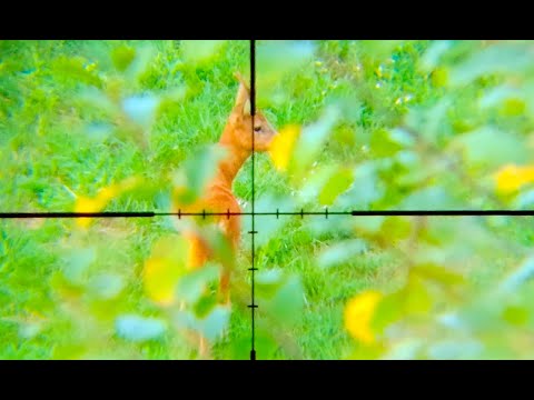 Fox and roe deer hunted by cal. 243 Win