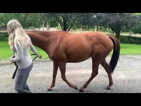 Video 3