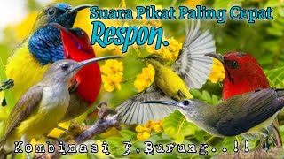 Download lagu SUARA PIKAT SOGON KOMBINASI SEPAH RAJA DAN PIJANTUNG. SUARA PIKAT AMPUH.. mp3
