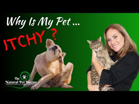 Scratch That Itch: Why Does My Dog Itch So Much?