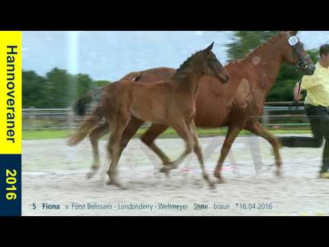5   Fiona   v  Fürst Belissaro   Londonderry   Weltmeyer   Stute   braun   16 04 2016