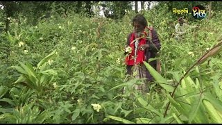 ঔষধি গ্রাম/নাটোর