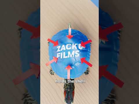 Why You Should Never Paint Your Turtle 😰