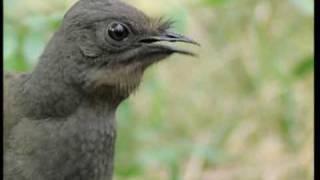 the amazing vocal abilities of the lyre bird Video
