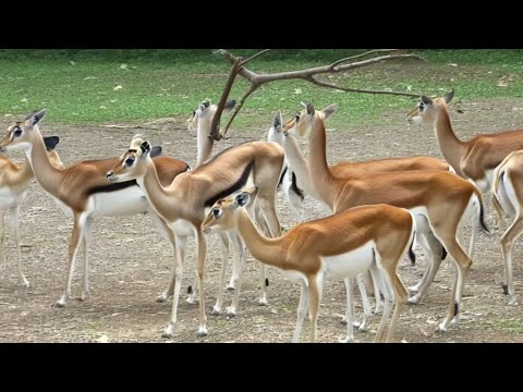 When the Whole Herd Hears Something… But No One Knows What It Is