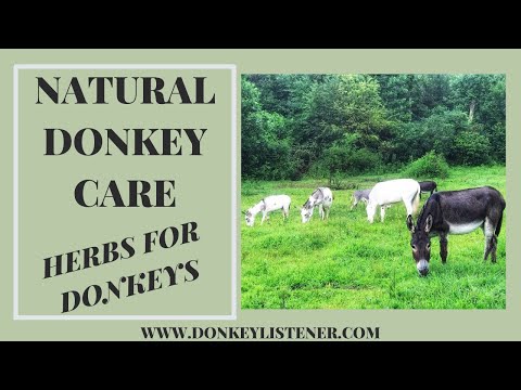 Feeding Donkeys (Donkey Care, Keeping Donkeys)