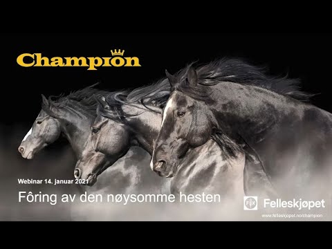 Champion fôring av den nøysomme hesten