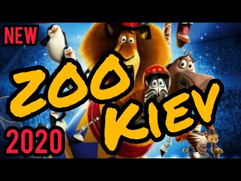 НОВЫЙ Киевский зоопарк 2020. Львы, тигры, слон. Kiev Zoo 2020, lions, tigers, elephant, bears.