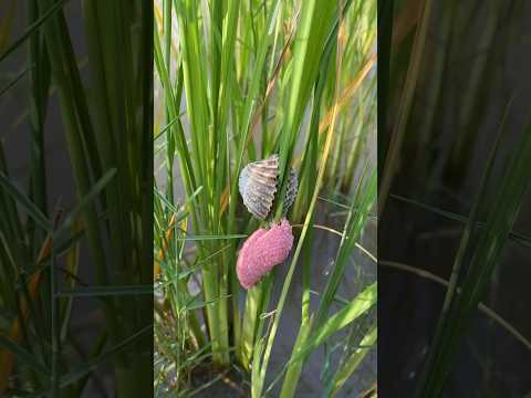 A new pearl found in a new clam shell #clam #pearl #snail