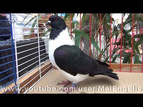 Moravian Strasser pigeon Grand Prix exhibition