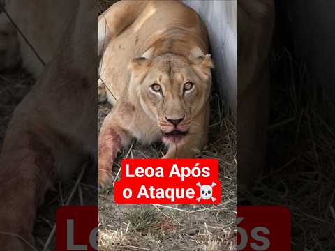 Cena Rara da Leoa após o ataque #shorts